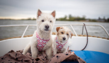 Do jakiego hotelu przyjaznego psom jechać ? Praktyczny poradnik dla właścicieli czworonogów