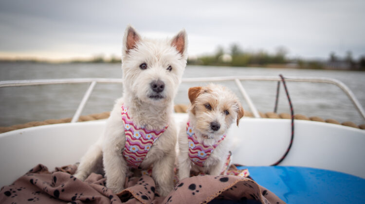 Do jakiego hotelu przyjaznego psom jechać ? Praktyczny poradnik dla właścicieli czworonogów